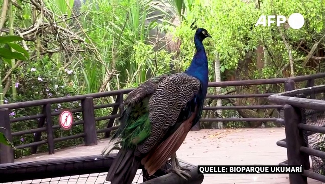 Baby-Boom in kolumbianischem Zoo