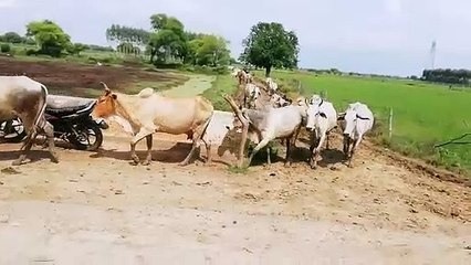 झांसी: सड़कों पर खुलेआम घूम रहे हैं अन्ना जानवर