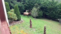 Bull Elk Bugling and Marking Territory in the Yard