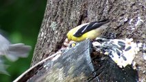 Film Backyard Birds Videos with Your SmartPhone