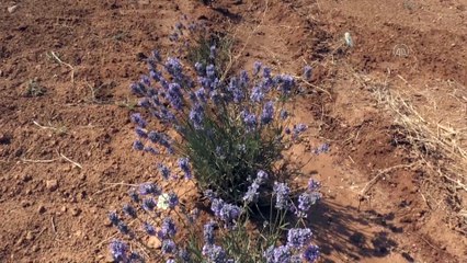 Lavanta yetiştiriciliği bozkırın topraklarında üniversite desteğiyle yaygınlaştırılacak - KIRŞEHİR