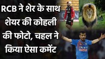 Yuzvendra Chahal comes up with hilarious reply as RCB compare Virat Kohli to Lion | वनइंडिया हिंदी