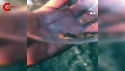 Türkiye’de nadir görülen canlı Şanlıurfa’da görüntülendi