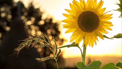 A beautiful Music|Peaceful|Deep Sleep|Fresh Heart and Soul|Meditation|Relaxing|Dhyana|Yoga