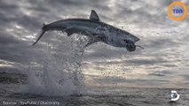 Grand requin blanc : il s'envole à plus de 4 mètres de la surface de l'eau