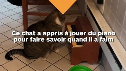 Ce chat joue du piano quand il a faim