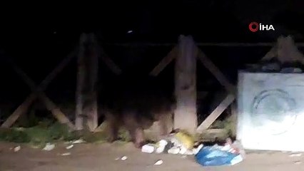 Uludağ’da aç kalan ayı çöpleri karıştırırken görüntülendi