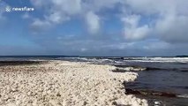 Sea foam washes ashore in New South Wales after deadly storms which killed a surfer