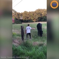 Des jeunes belges entrent dans un champ afin de terroriser deux chevaux