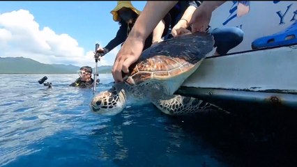 China releases 99 turtles rescued from smugglers in Hainan and Jiangsu