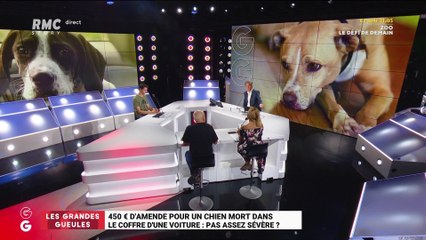 450 euros d'amende pour un chien mort dans le coffre d'une voiture : est-ce suffisant ? - 12/08