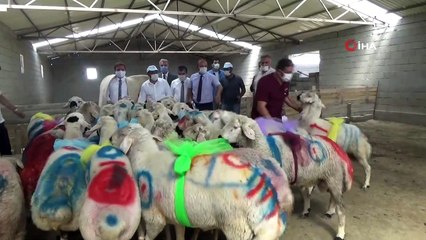 Aksaray’da koyun sürüsüne koç katımı yapıldı