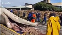 Washed-up whale carcass removed from Cape Town beach