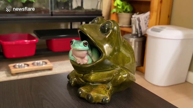 Frogs realises he echoes when croaking in this frog-themed bowl