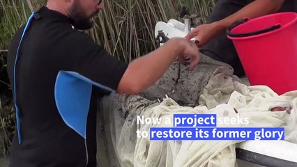 Venice nurtures its lagoon back to health