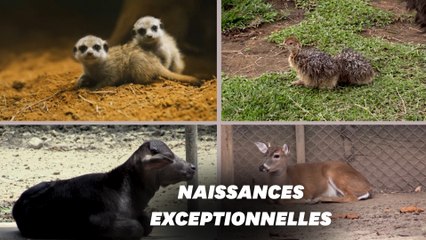 Baby-boom inespéré dans un zoo colombien fermé au public à cause du coronavirus
