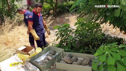 Boş evin bahçesindeki 50 kaplumbağa doğaya bırakıldı