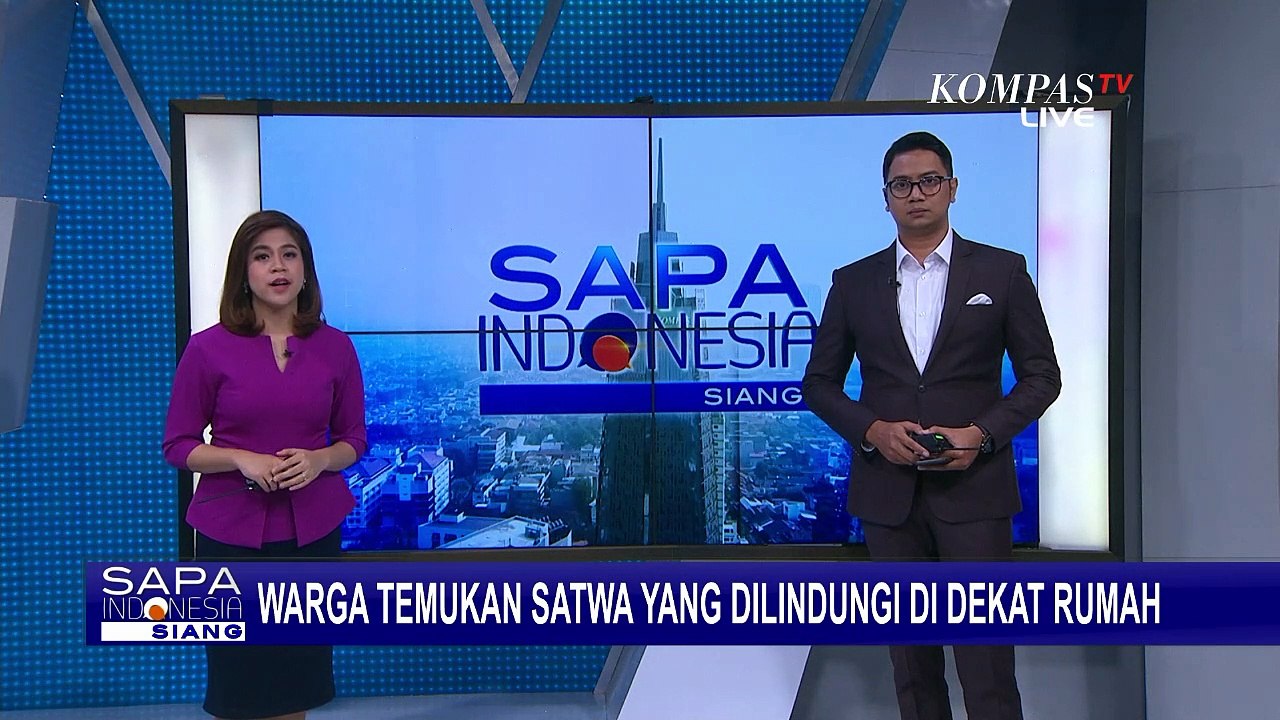 Kasihan! Kukang Jatuh dari Pohon, Warga Segera Serahkan pada Petugas