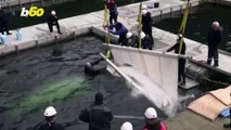 A Taste of Freedom! Beluga Whales Released into Open Water Sanctuary