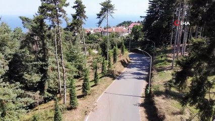 Atatürk Köşkü Ormanı yeniden yeşilleniyor