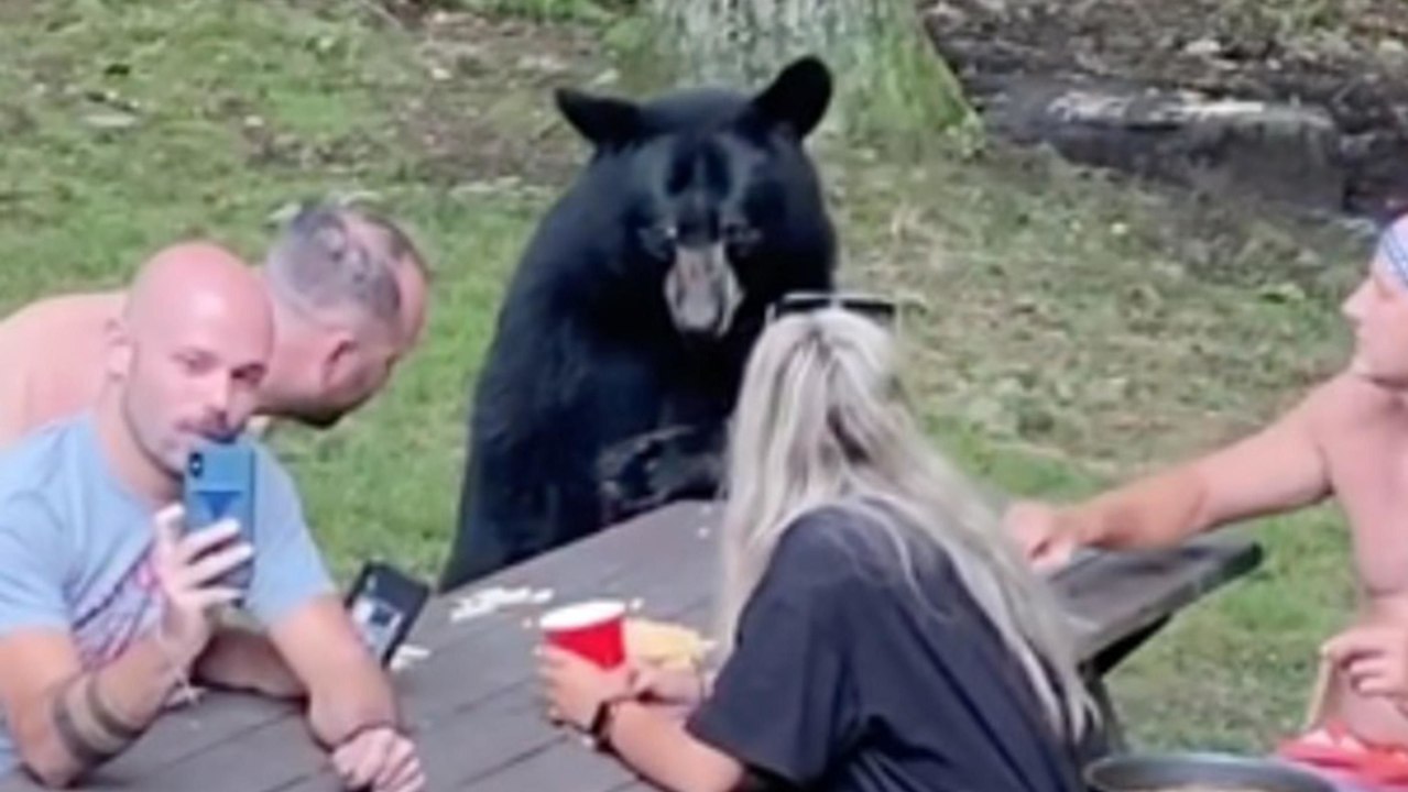 Schwarzbär schließt sich einem Familien-Picknick an