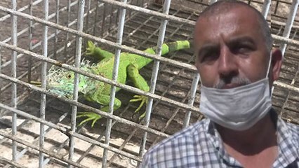 Taksici durakta İguana gördü! 'Timsah gibiydi korktum'