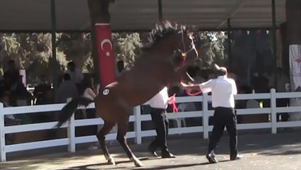 Tay podyumda bakıcısını böyle tepti