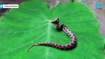 Rare two headed venomous snake spotted in Mumbai residential area