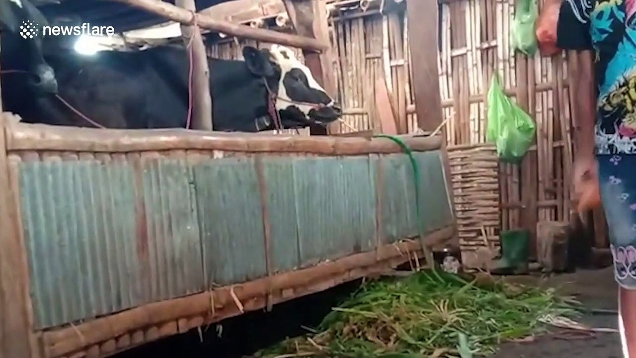 Mutant baby cow with two heads being hand-reared in Indonesia