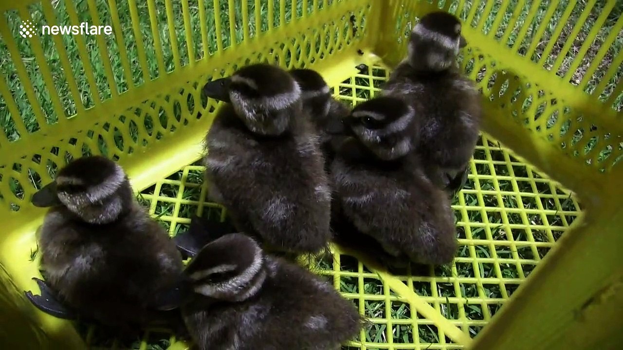 Duck family wanders across motorway inches from speeding trucks