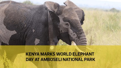 Kenya marks World Elephant Day at Amboseli