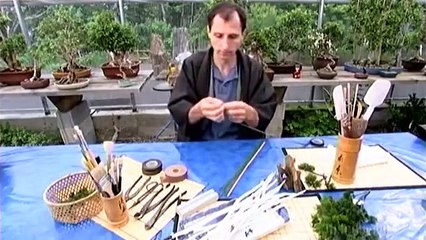 How Its Made - 262 Artifical Bonsais