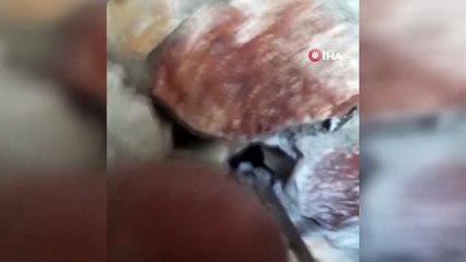 Yavru kedi için seferber oldular