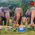Elephants in Hyderabad zoo get a yummy surprise treat