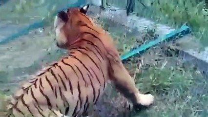 Un combat entre un tigre sauvage et un tigre d’un parc