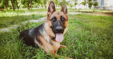 Un homme interpellé après avoir frappé violemment son chien dans une rue de Marseille