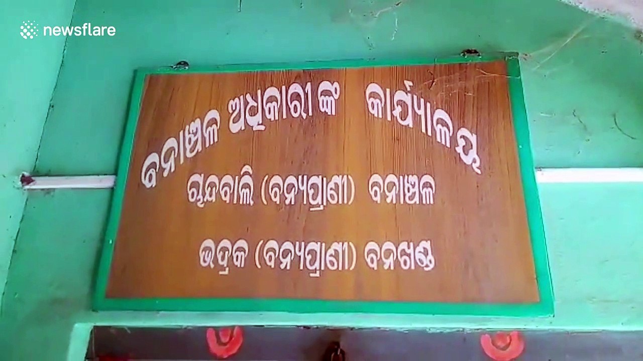 Locals rescue rare yellow turtle from paddy field in eastern India