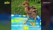 Splish, Splash! Watch as Cassowary Chick Has Fun in the Sun with Splash Pad