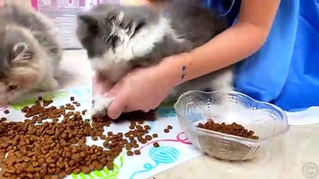 Nastya and the daily routine of the house with kittens