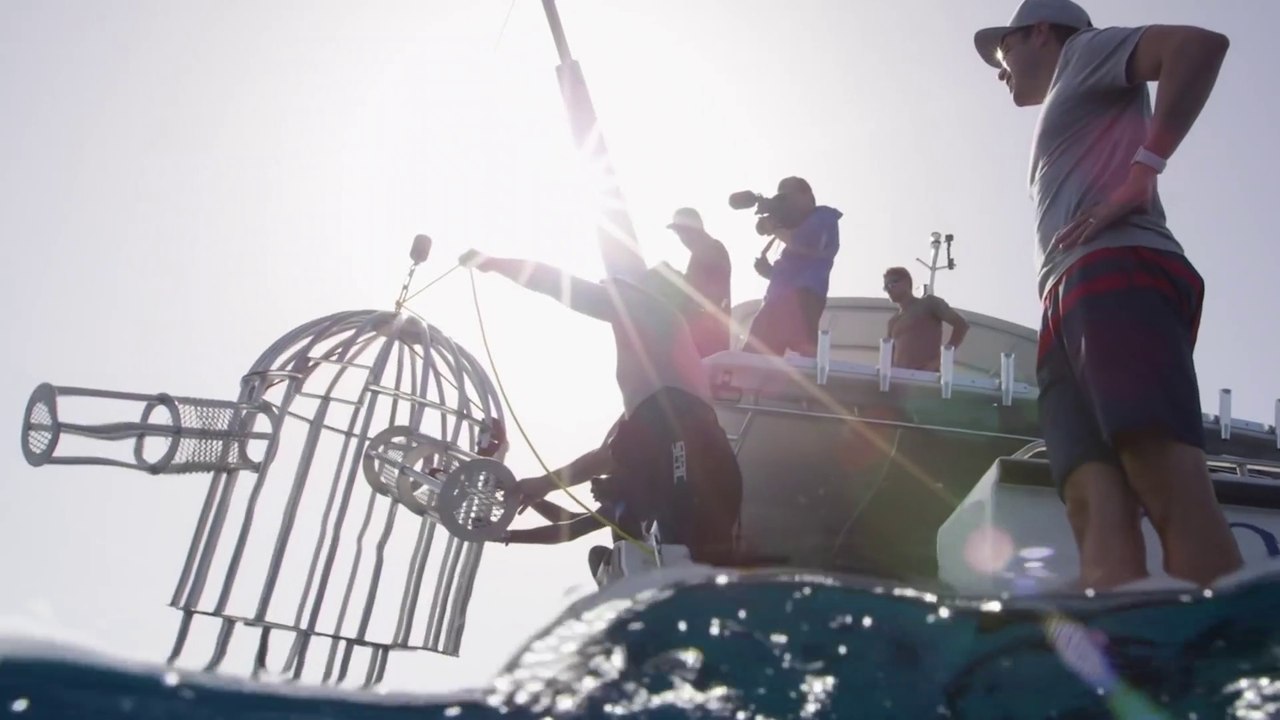 Shark Attack Test- Human Blood vs. Fish Blood