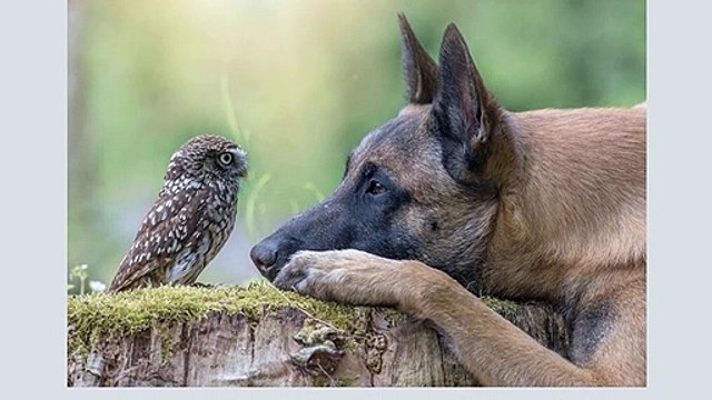 A AMIZADE MAIS INUSITADA DO MUNDO ENTRE UM CÃO E UMA CORUJA