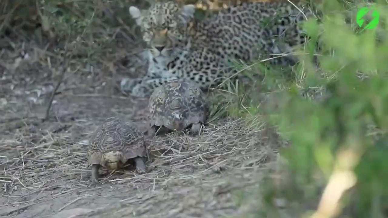 Des tortues viennent faire leur petite affaire à côté d'un guépard... pas timides