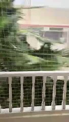 Wind Whipped Palm Tree Waves by Balcony