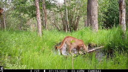 A Mountain Lion Visits a Spring in the Woods