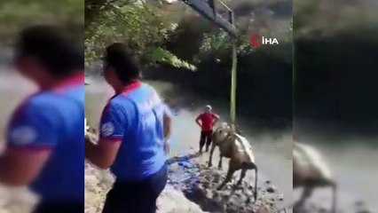 Çamura saplanan ineğin imdadına itfaiye ekipleri yetişti