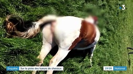 Enquête : l'horreur après la découverte macabre d'une pouliche mutilée