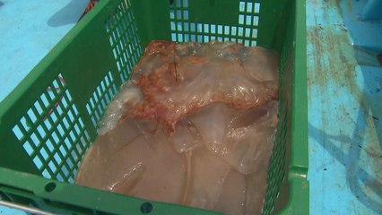 해수욕장 몰려오는 독성 해파리...피서객 '주의' / YTN