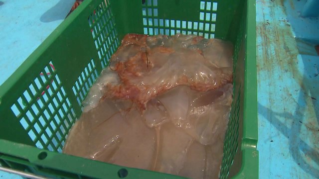 해수욕장 몰려오는 독성 해파리...피서객 '주의' / YTN