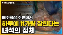 [자막뉴스] 해수욕장 주변에 가득...독성 있어 피서객 '주의' / YTN