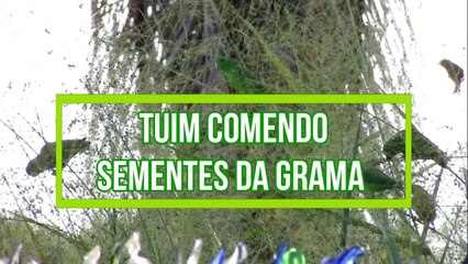 Tuim comendo sementes da grama